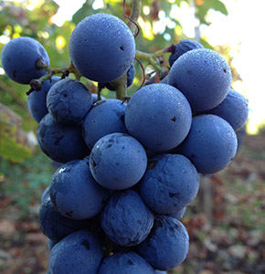 FoodDrink_small